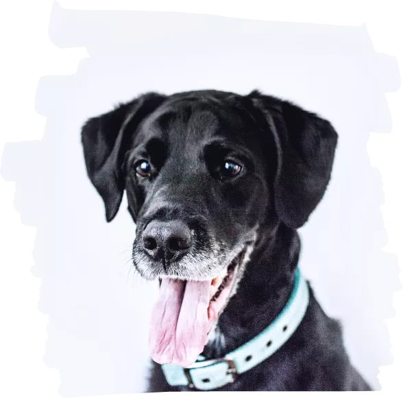 Adopt Pet