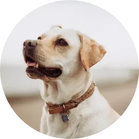 Dog 1