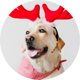 Dog 2