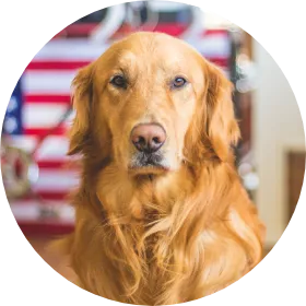 Dog 3
